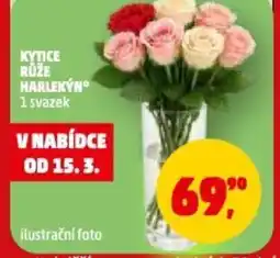 Penny Market Kytice růže harlekýn nabídka