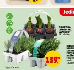 Penny Market Cesmína ilex levandule nabídka