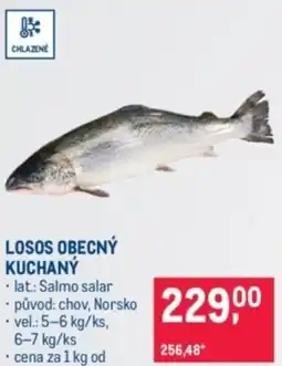 Makro Losos obecný kuchanỳ nabídka