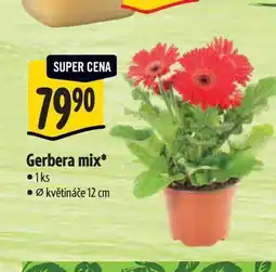 Albert Gerbera mix, pr. květináče 12 cm nabídka