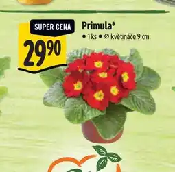 Albert Primula, pr. květináče 9 cm nabídka