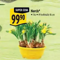 Albert Narcis, pr. květináče 16 cm nabídka