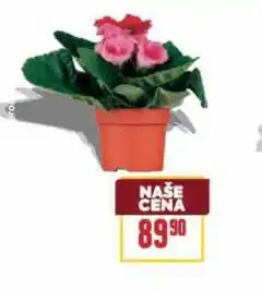 Billa Kytka nabídka