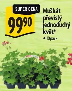 Albert Muškát převislý jednoduchý květ nabídka