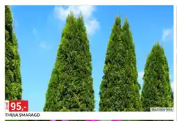 Baumax Thuja smaragd nabídka