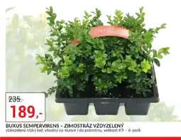 Baumax Buxus sempervirens - zimostráz vždyzelený nabídka