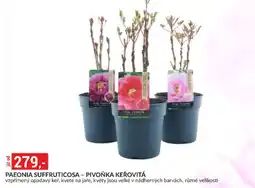 Baumax Paeonia suffruticosa - pivoňka keřovitá nabídka