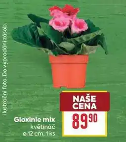 Billa Gloxinie mix nabídka