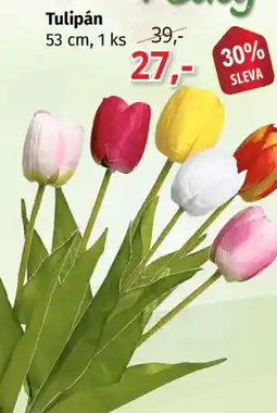 PRIOR Tulipán nabídka