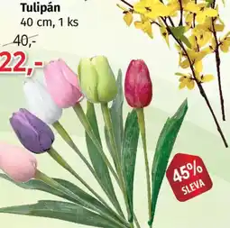 PRIOR Tulipán nabídka