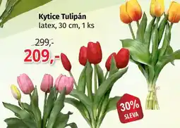 PRIOR Kytice Tulipán latex nabídka