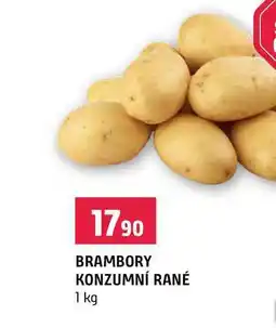 Terno BRAMBORY KONZUMNÍ RANÉ nabídka