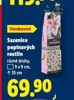 Lidl Sazenice popínavých rostlin nabídka