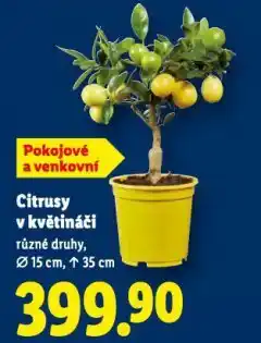 Lidl Citrusy v květináči nabídka