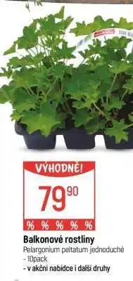 Globus Balkonové ROSTLINY nabídka