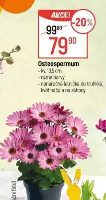 Globus OSTEOSPERMUM nabídka