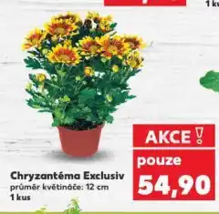 Kaufland Chryzantéma exclusiv nabídka