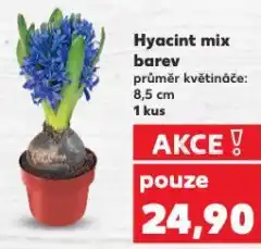 Kaufland Hyacint mix barev nabídka