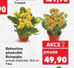 Kaufland Kalanchoe plnokvětá kolopejka nabídka