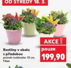 Kaufland Rostliny v obalu s přízdobou nabídka