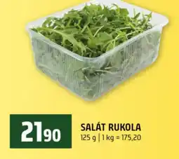 Terno Salát rukola nabídka