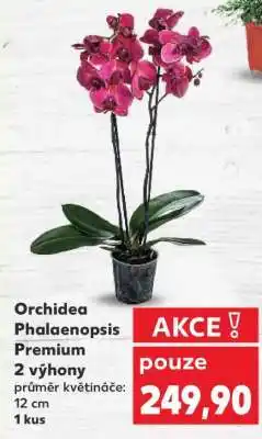 Kaufland Orchidea Phalaenopsis „Premium“ nabídka