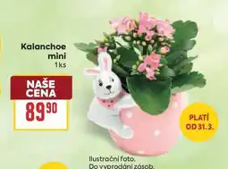 Billa Kalanchoe mini 1ks nabídka
