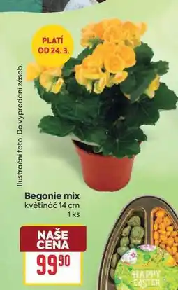 Billa Begonie mix květináč 14 cm 1 ks nabídka