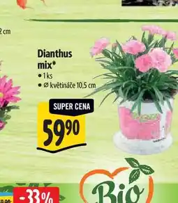 Albert Dianthus mix, pr. květináče 10,5 cm nabídka