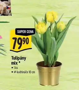 Albert Tulipány mix, pr. květináče 10 cm nabídka