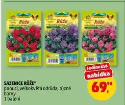 Penny Market SAZENICE RŮŽE, 1 balení nabídka