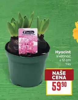 Billa Hyacint květináč 12 cm 1 ks nabídka