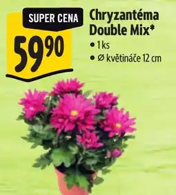 Albert Chryzantéma Double Mix nabídka