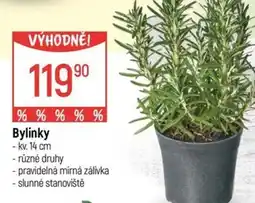 Globus Bylinky nabídka
