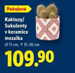 Lidl Kaktusy/Sukulenty v keramice mozaika nabídka