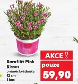Kaufland Karafiát Pink Kisses nabídka