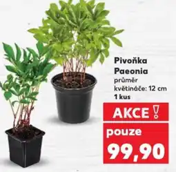 Kaufland Pivoňka Paeonia nabídka