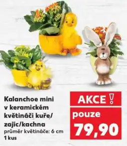 Kaufland Kalanchoe mini v keramickém květináči kuře/ zajíc/kachna nabídka