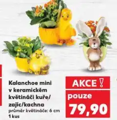 Kaufland Kalanchoe mini v keramickém květináči nabídka