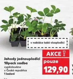 Kaufland Jahody jednouplodící nabídka