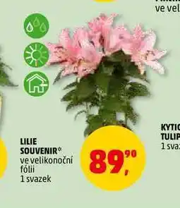 Penny Market LILIE SOUVENIR, 1 svazek nabídka
