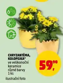 Penny Market Chryzantéma nabídka
