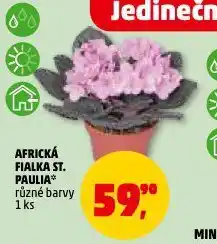 Penny Market Africká fialka nabídka