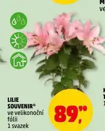 Penny Market Lilie souvenir nabídka