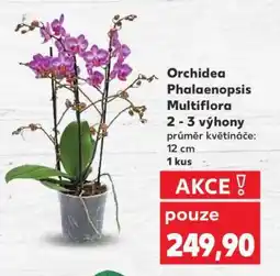Kaufland Orchidea Phalaenopsis „Multiflora“ nabídka