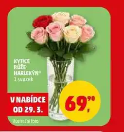 Penny Market KYTICE RŮŽE HARLEKỲN, 1 svazek nabídka