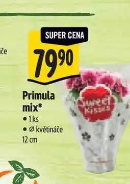 Albert Primula mix, pr. květináče 12 cm nabídka