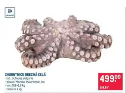 Makro Chobotnice obecná celá nabídka