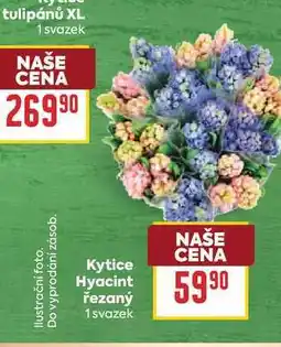 Billa Kytice Hyacint řezaný 1 svazek nabídka