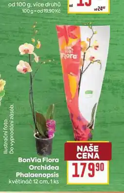 Billa BonVia Flora Orchidea Phalaenopsis květináč 12 cm, 1 ks nabídka